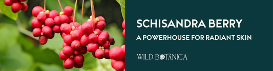 The Ancient Healing Powers of Schisandra Berry Powder